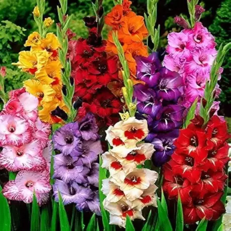 Bulbi de Gladiole Ruffle Mix Multicolor