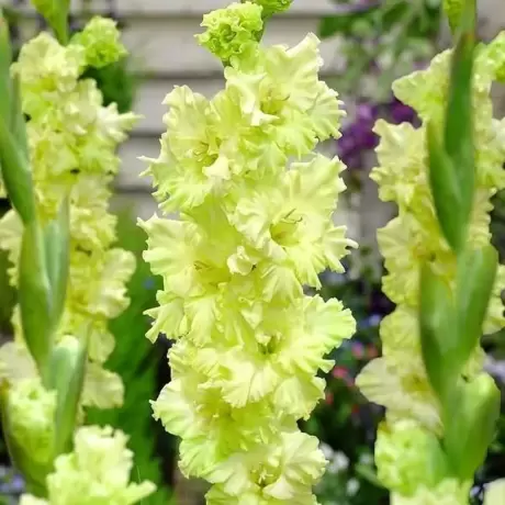 Bulbi de Gladiole Ruffled Green Star