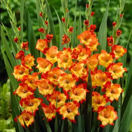 Bulbi de Gladiole Ruffled Princess