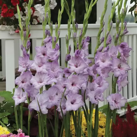 Bulbi de Gladiole Ruffled Sweet Blue