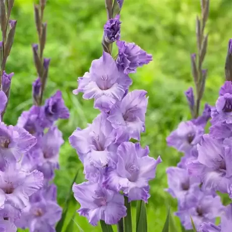 Bulbi de Gladiole Ruffled Tampere
