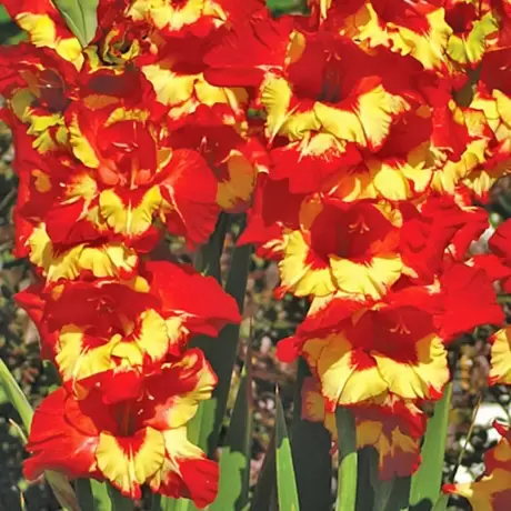 Bulbi de Gladiole Sparkler