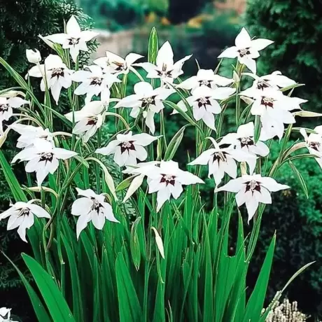Bulbi de Gladiole stelate (Acidanthera Murielae)