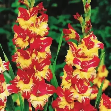 Bulbi de Gladiole Stereo