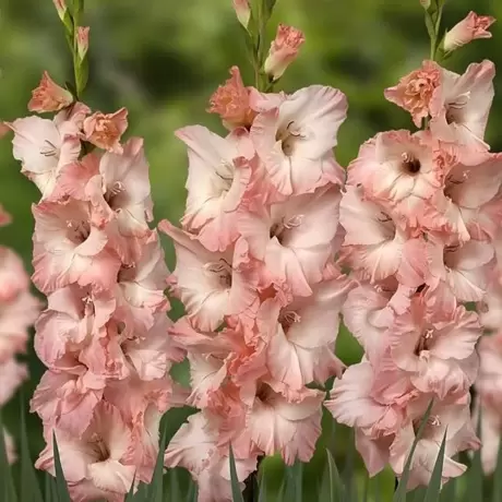 Bulbi de Gladiole Torino