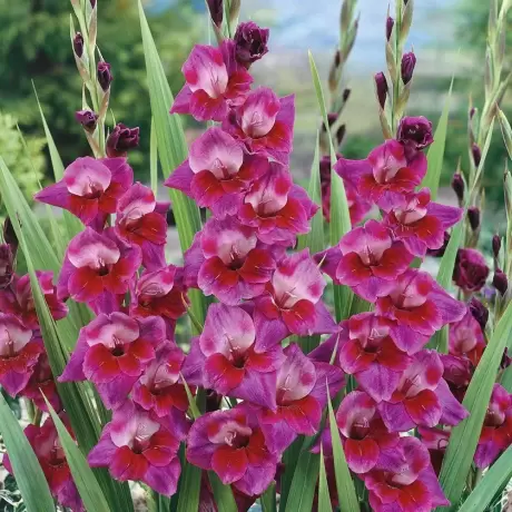 Bulbi de Gladiole Velvet Eyes
