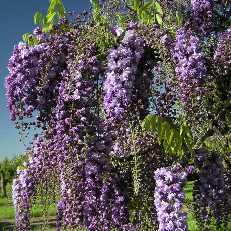 Wisteria Cataratoare Dark Purple la Ghiveci
