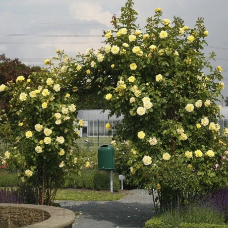 Trandafir Urcător Golden Gate (Kordes)