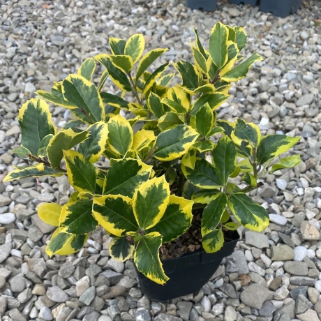 Ilex altaclerensis Golden King