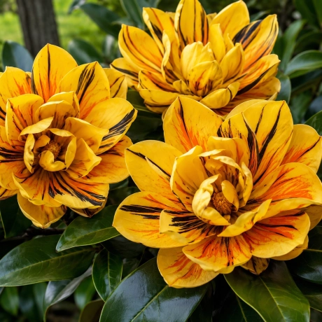 Magnolia Grandiflora „Golden Tiger la Ghiveci