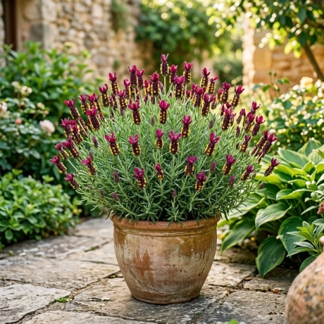 Lavanda Tufa Bicolora Bordo cu Galben - La Ghiveci