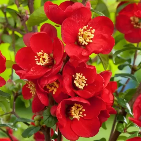 Gutui Japonez Crimson and Gold