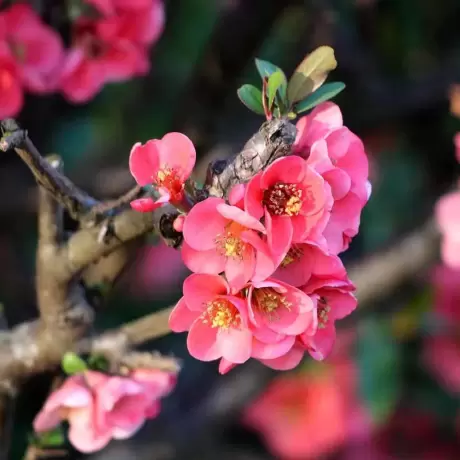 Gutui Japonez Pink Lady