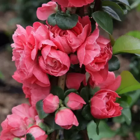 Gutui Japonez Pink Storm
