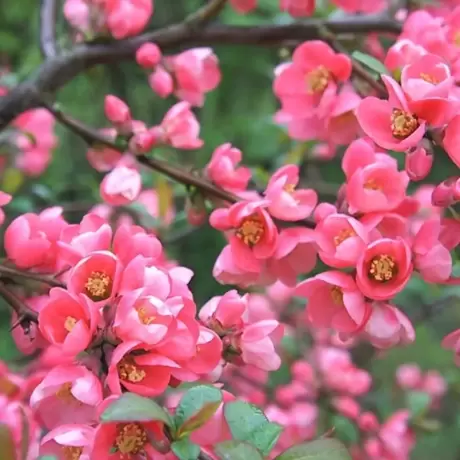 Gutui Japonez Pink Trail