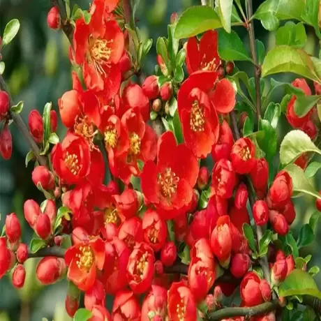 Gutui Japonez Red Joy
