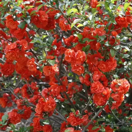 Gutui Japonez Scarlet Storm