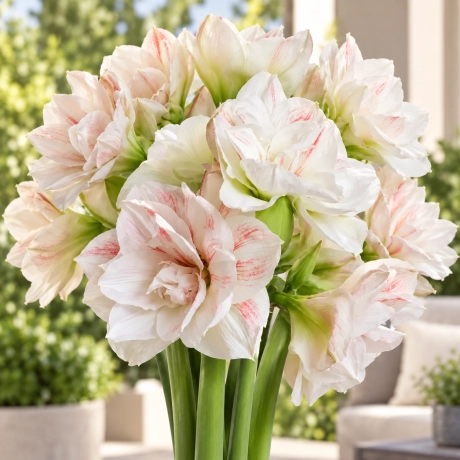 Bulbi de Amaryllis - Hippeastrum Nymph