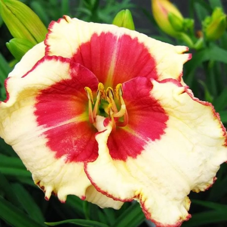 Hemerocallis Ageless Beauty