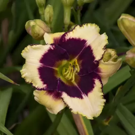 Hemerocallis Blackthrone