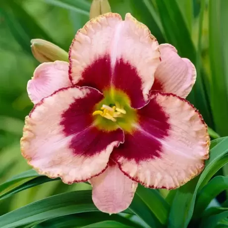 Hemerocallis Deception