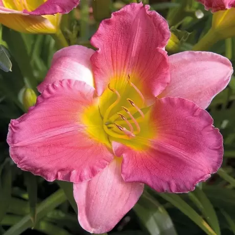 Hemerocallis Final Touch