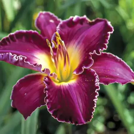 Hemerocallis Francis of Assisi