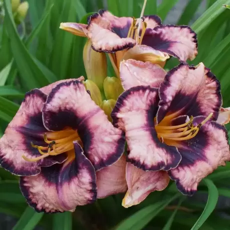 Hemerocallis Adamas