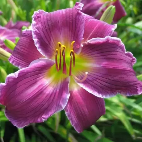 Hemerocallis Jane Trimmer