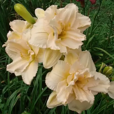 Hemerocallis Land of Cotton