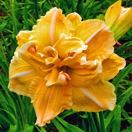 Hemerocallis Vanyla Fluff