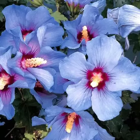 Hibiscus Azurri Vandeputte la Ghiveci