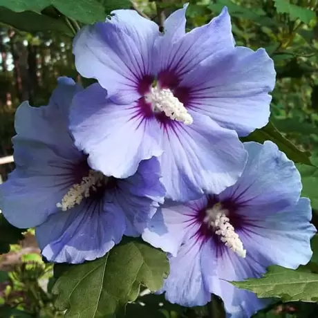 Hibiscus Blue Satin la Ghiveci