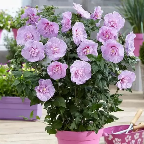 Hibiscus Lavander Chiffon la Ghiveci