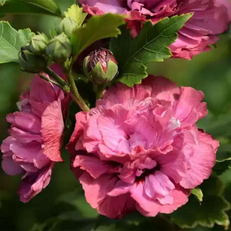 Hibiscus Duc de Brabant la Ghiveci