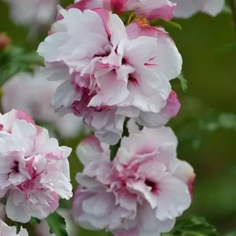 Hibiscus French Cabaret Pastel la Ghiveci