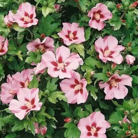 Hibiscus Hamabo Vandeputte la Ghiveci