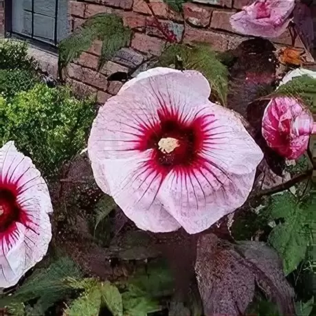Hibiscus Kopper King la Ghiveci
