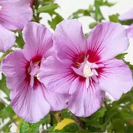 Hibiscus Maike la Ghiveci