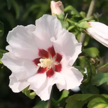 Hibiscus Mathilde la Ghiveci