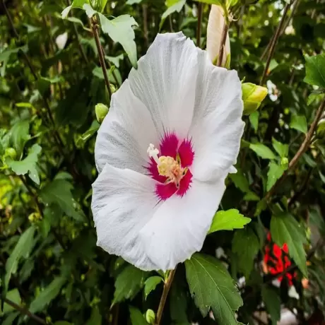 Hibiscus Monstrosus Vandeputte la Ghiveci