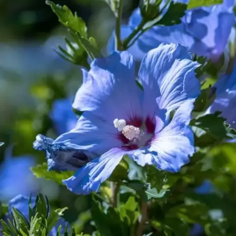 Hibiscus Oiseau Bleu Vandeputte la Ghiveci