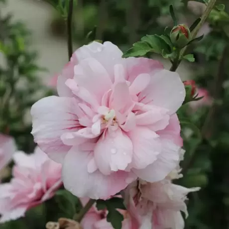 Hibiscus Pink Chiffon la Ghiveci