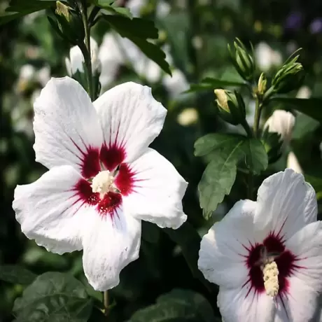 Hibiscus Red Heart la Ghiveci