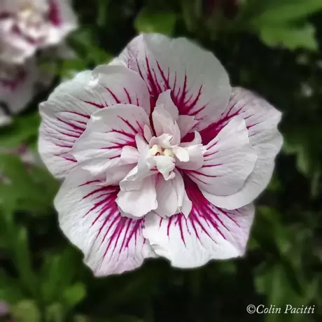 Hibiscus Shintaeyang Vandeputte la Ghiveci