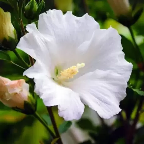Hibiscus Totus Albus Vandeputte la Ghiveci