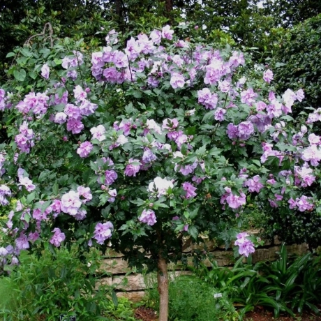 Hibiscus Pomisor Albastru