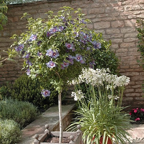 Hibiscus Pomisor Roz