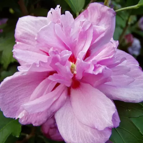 Hibiscus Syriacus - Ardens la Ghiveci