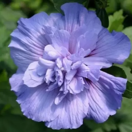 Hibiscus Syriacus - Blue Chiffon la Ghiveci